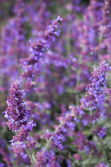 close up of lavender flowers in nature. lots of lavender all together growing. planted lavender flowers