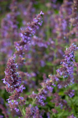 close up of lavender flowers in nature. lots of lavender all together growing. planted lavender flowers