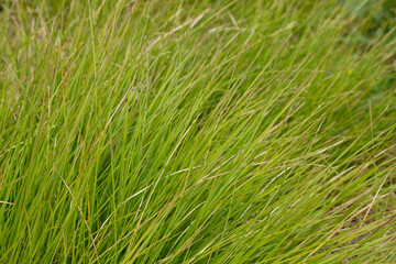 beach grass