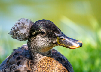 Mallard showing off at Resoft Park in Alvin, Texas!
