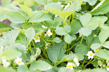 Blooming strawberry bush grows in the garden.