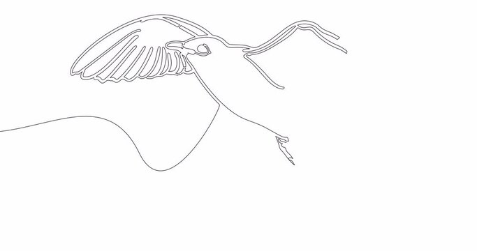 Self drawing line animation flying bird continuous line drawn concept