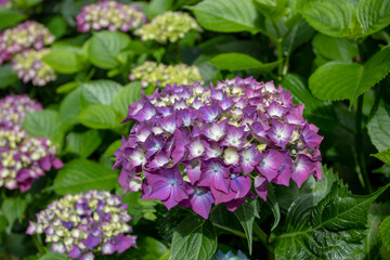 Purple hydrangea or hortensia flower head closeup