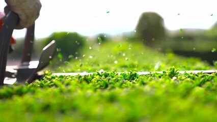 Home and garden concept. Hedge trimmer in action. Shrub trimming work. Shrub pruning. Gardening and trimming activities. Great detail of the cut leaves splashing.