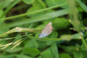 Schmetterling