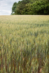 Wheat field in the French countryside