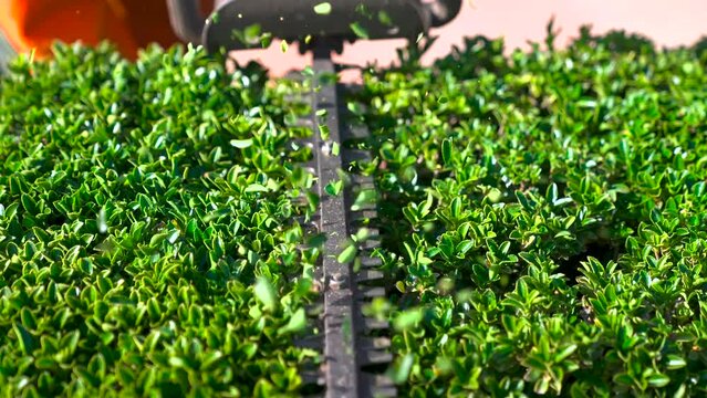 Home and garden concept. Hedge trimmer in action. Shrub trimming work. Shrub pruning. Gardening and trimming activities. Great detail of the cut leaves splashing.