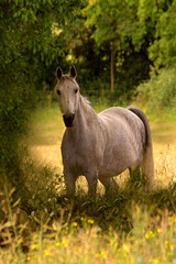 Fototapeta premium Au détour d'un chemin