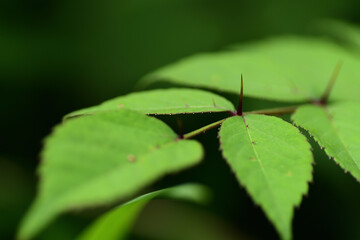 タラノキの棘（埼玉県/6月）
