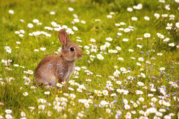 Bonjour printemps