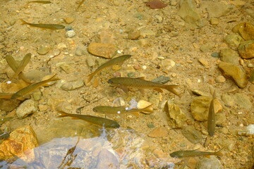 fish in the water