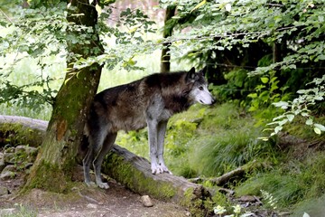 loup
