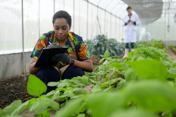 Black female agronomist working in a greenhouse,  organic vegetable and agriculture concept
