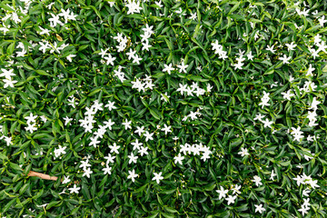 Fresh Jasminum grandiflorum in the garden