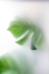 foggy background, blurry monstera leaf in white pair. out of focus © kowitstockphoto