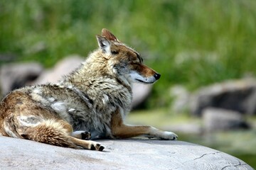 Fototapeta premium coyote