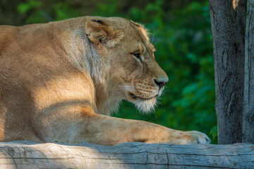 Naklejka premium Laying lioness profile