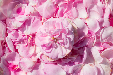 Beautiful rose petals background