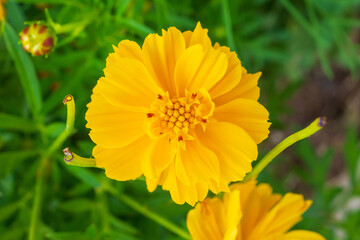 Beautiful Cosmos flower in the garden close up