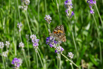Painted Lady (Vanessa cardui) butterfly perched on lavender in Zurich, Switzerland