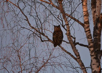 Eurasian eagle-owl (Bubo bubo) male sitting on a birch in sunset.
