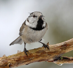 European crested tit (Lophophanes cristatus) sitting on a branch in winter.