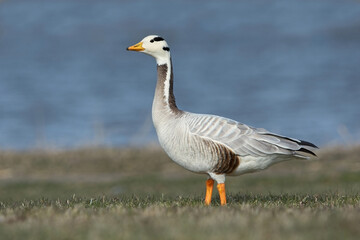 Bar-headed goose (Anser indicus) in the park.