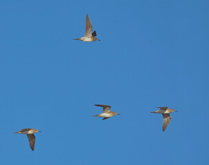 Wood sandpipers (Tringa glareola) flying.