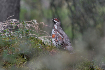 Hazel grouse (Tetrastes bonasia) standing on a mossy rock in the forest.