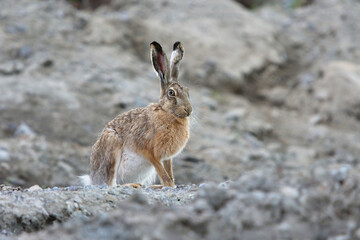 European hare (Lepus europaeus) sitting on a dirt hill.