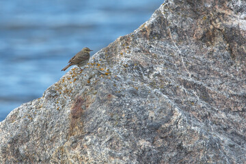 European rock pipit (Anthus petrosus) sitting on a huge rock.