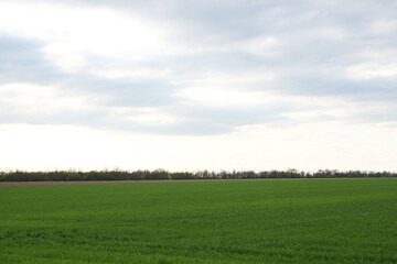 Picturesque view of green agricultural field on cloudy day