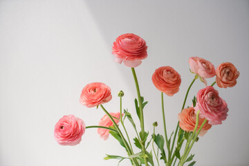 Fototapeta premium bouquet of red ranunculus 