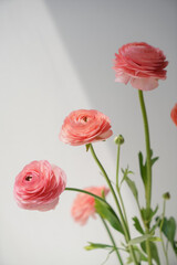 Coral ranunculus, close-up of flowers on a light background