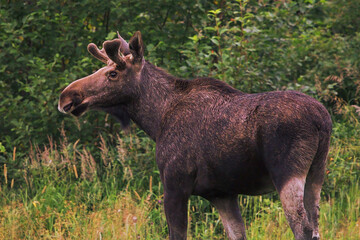 Moose or elk (Alces alces) male in the forest edge.