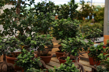 Fototapeta na wymiar Many beautiful potted plants in garden center