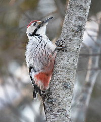 White-backed woodpecker (Dendrocopos leucotos) male searching for food in the forest.