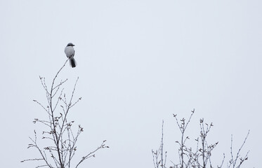 Great grey shrike (Lanius excubitor) on a lookout in the tree top.