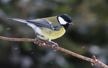 Great tit (Parus major) sitting on a branch in snowfall.