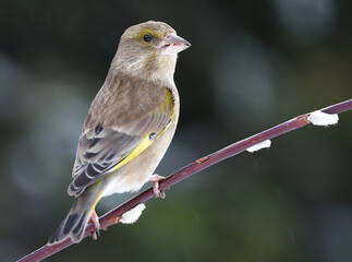 European greenfinch (Chloris chloris) sitting on a willow branch.