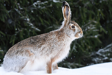 European hare (Lepus europaeus) sitting in snow.