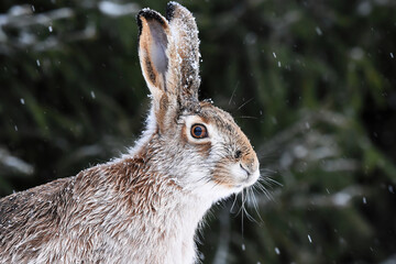 European hare (Lepus europaeus) closeup in winter. © Henri
