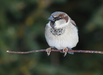 House sparrow (Passer domesticus) male sitting on a branch in winter.