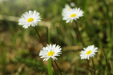 Fototapeta premium Beautiful tender daisy flowers growing outdoors, closeup