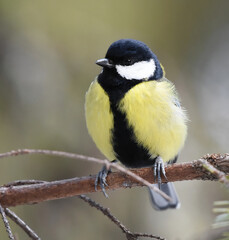 Great tit (Parus major) sitting on a branch in the forest.