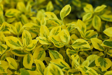 Beautiful winter creeper with bright leaves as background, closeup. Gardening concept