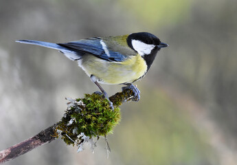 Great tit (Parus major) sitting on a mossy branch in the forest.