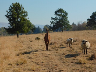 A Llama and two Hampshire Down Ewe sheep walking in a golden winter's grass field towards the camera with large Pine Trees in the background under a crystal clear blue ksy