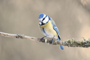 Obraz premium Eurasian blue tit (Cyanistes caeruleus) sitting on a branch.