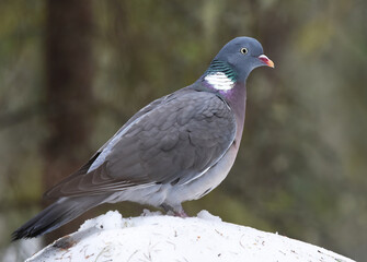 Common wood pigeon (Columba palumbus) sitting on a snowy rock in the forest.